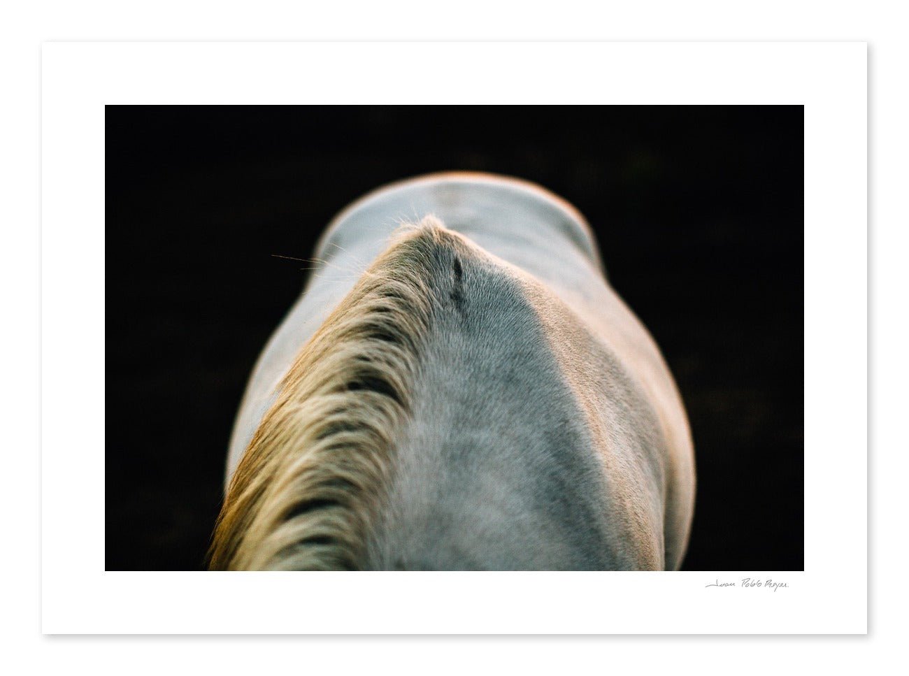 Un caballo a la Luz